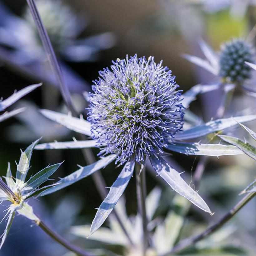 Blue Hobbit Sea Holly