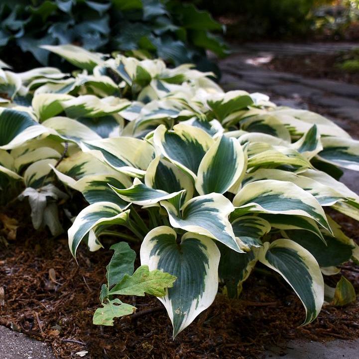 Blue Ivory Hosta