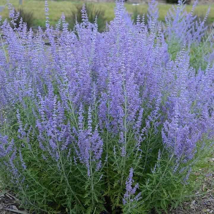Blue Jean Baby Russian Sage