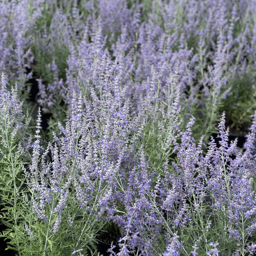 Blue Jean Baby Russian Sage