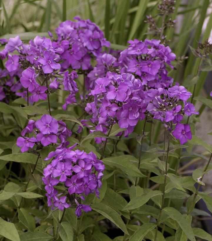 Blue Paradise Garden Phlox