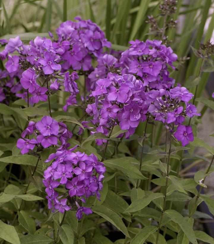 Blue Paradise Garden Phlox