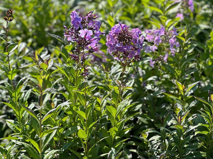Blue Paradise Garden Phlox