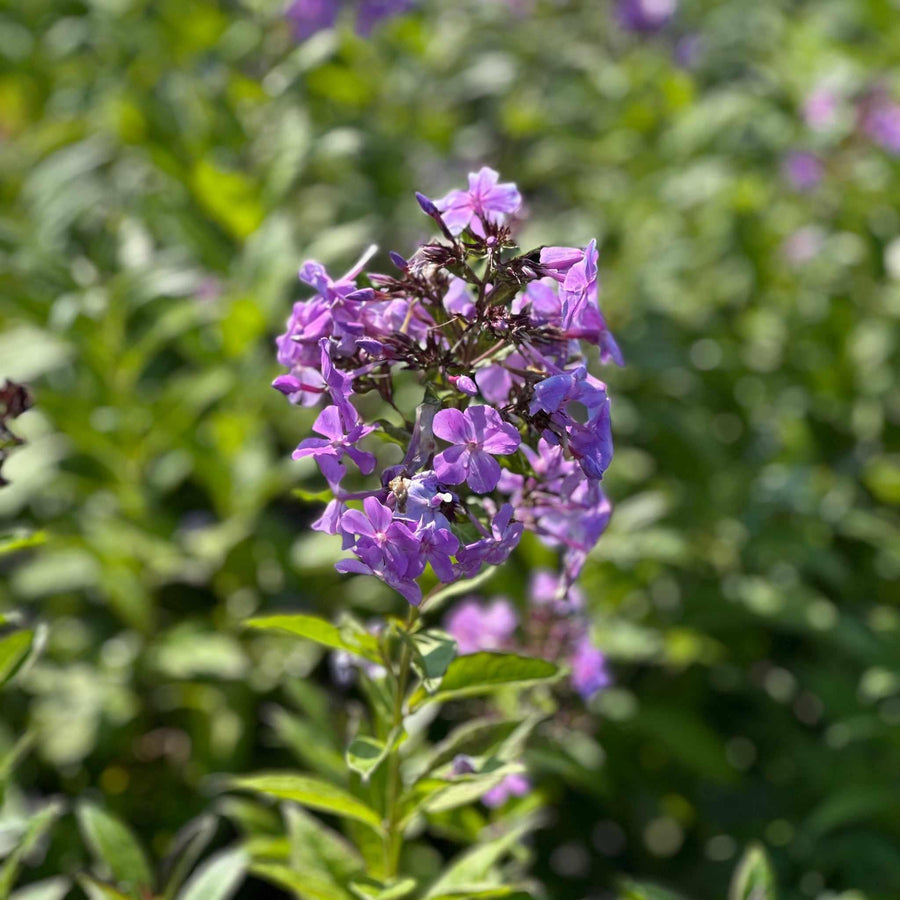 Blue Paradise Garden Phlox