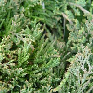Blue Rug Juniper