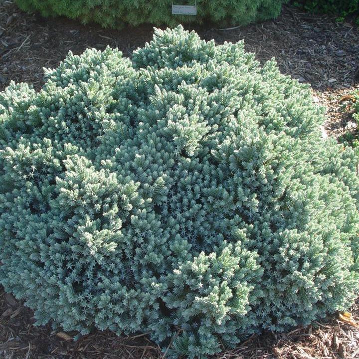 Blue Star Juniper