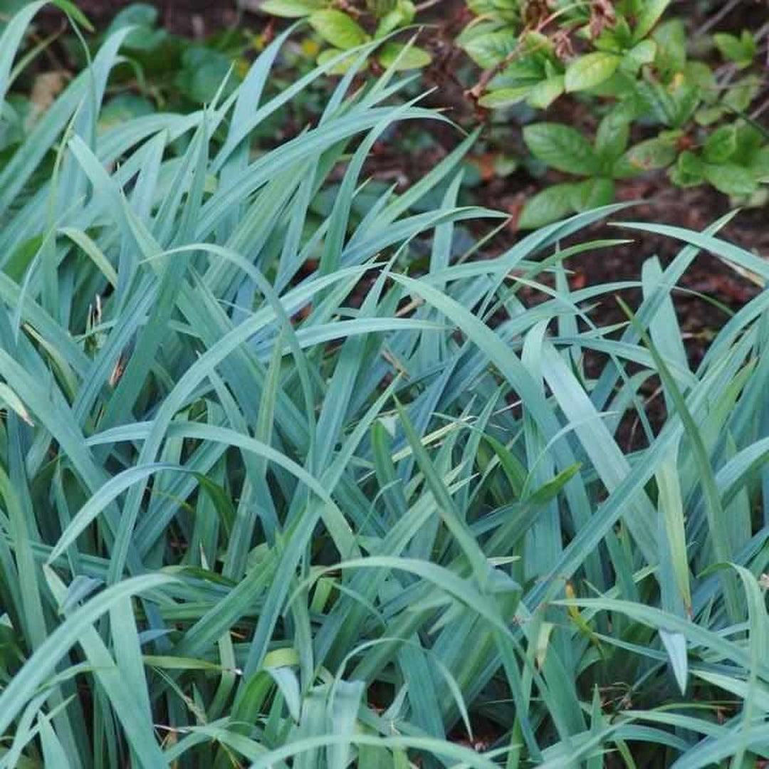 Blue Wood Sedge