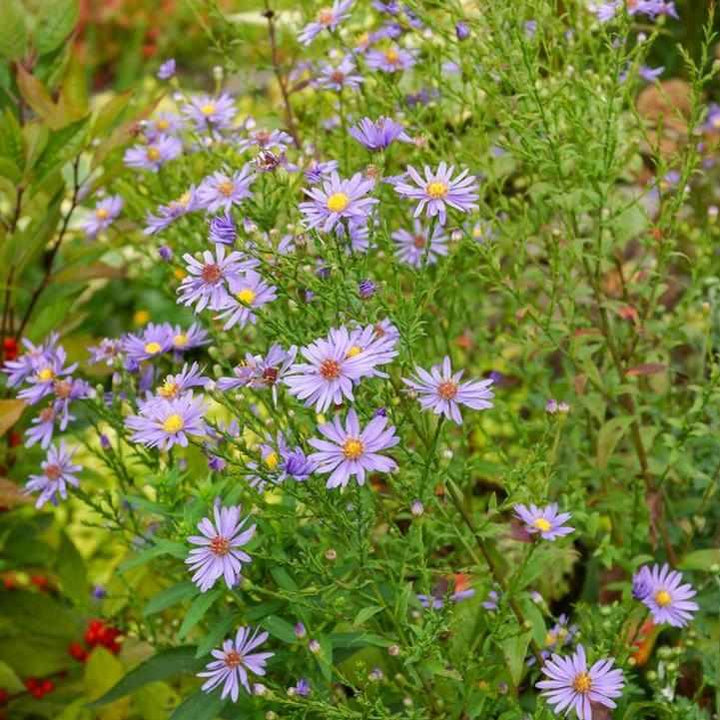 Bluebird Smooth Aster
