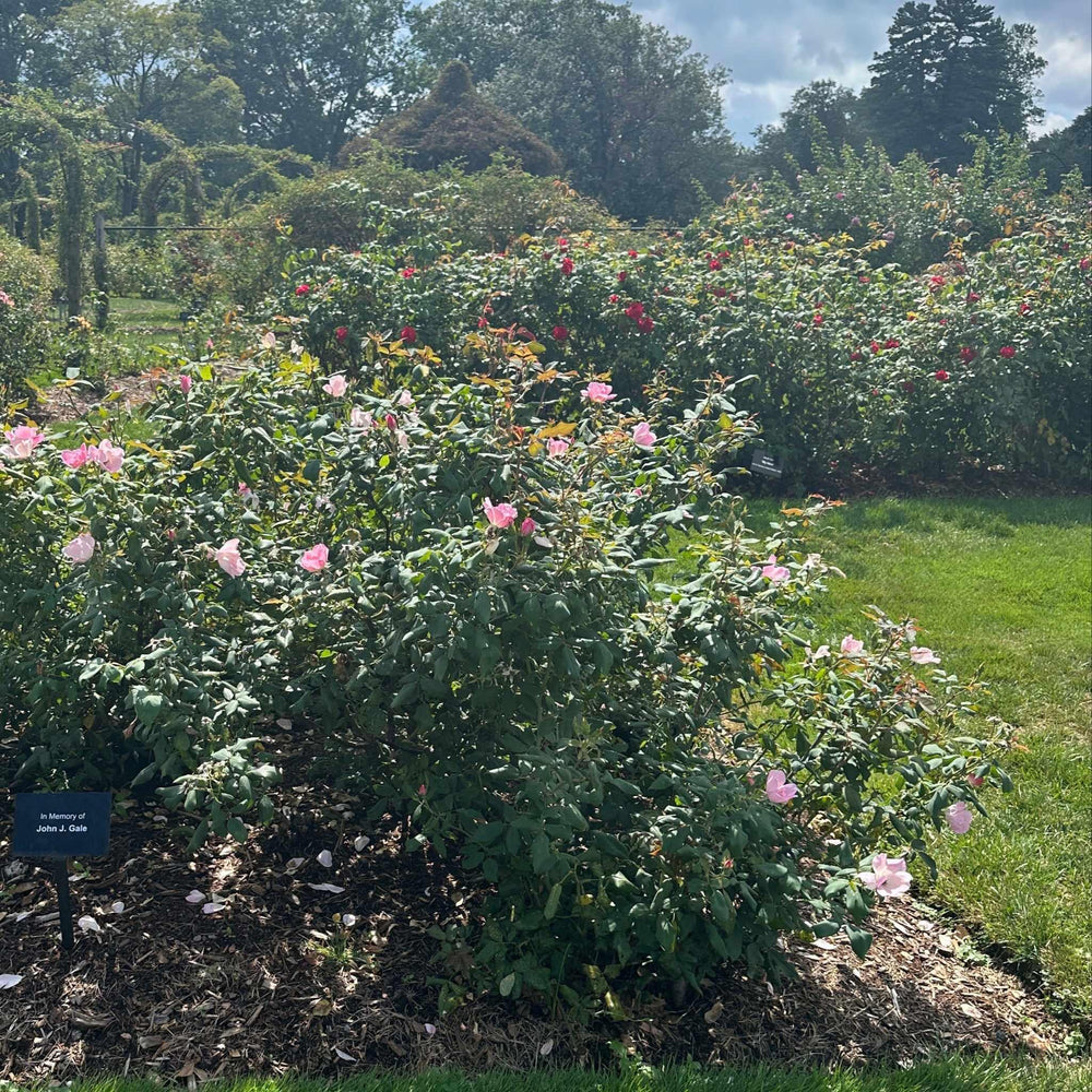 Blushing Knock Out® Rose