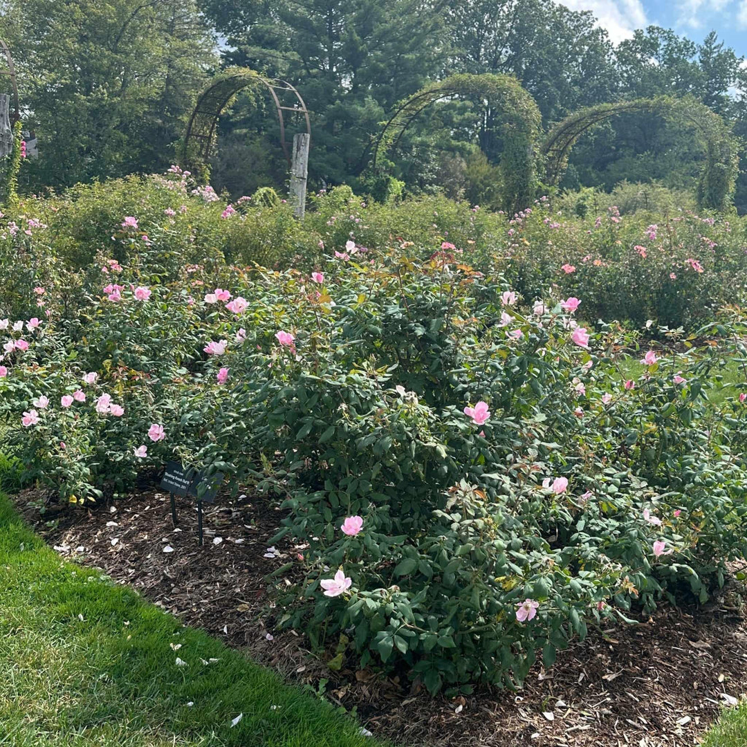 Blushing Knock Out® Rose