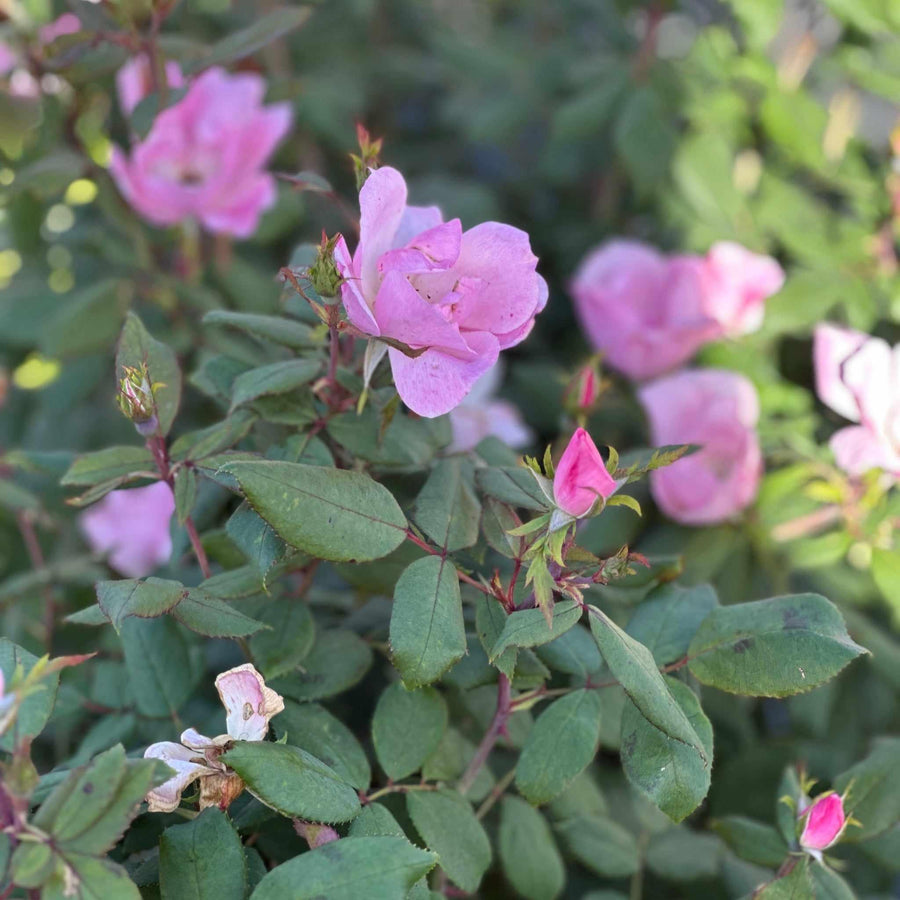 Blushing Knock Out® Rose