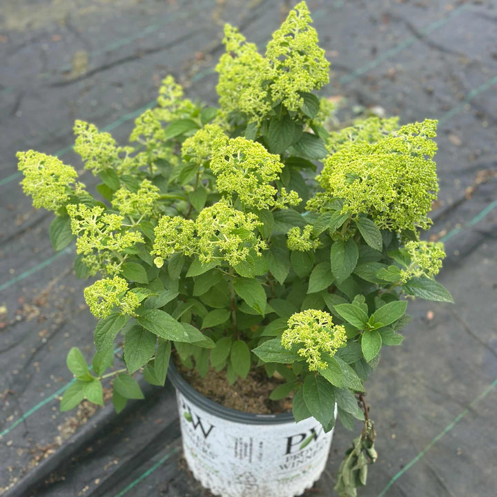 Bobo® Hardy Hydrangea