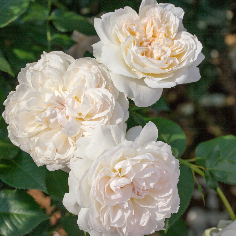 Bolero rose blooms |Star® Roses and Plants