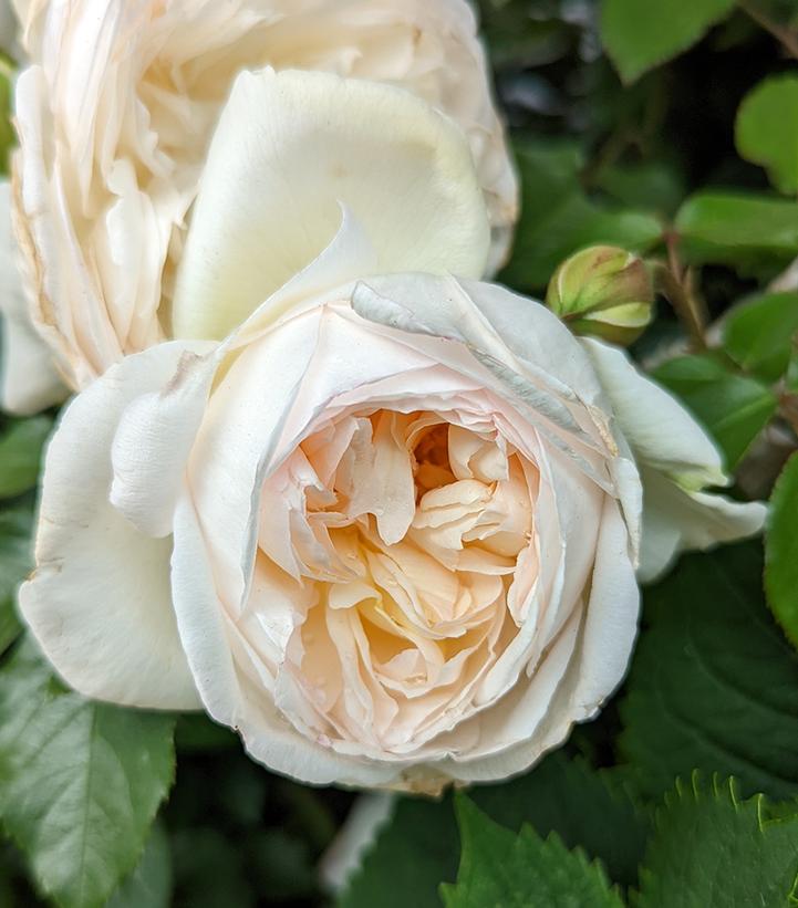 Bolero® Rose