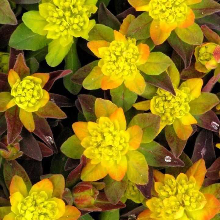 Bonfire Cushion Spurge