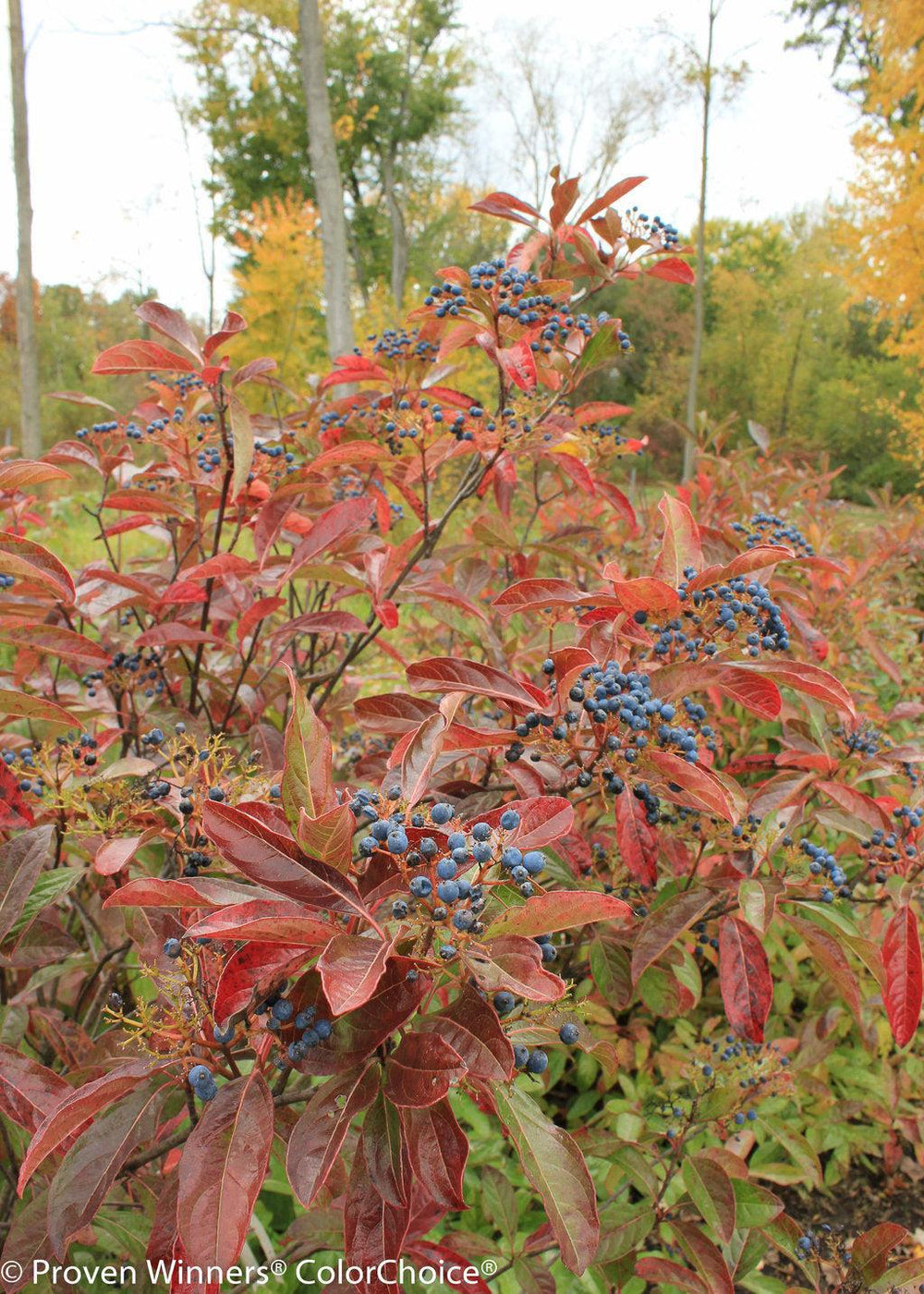 Brandywine® Viburnum