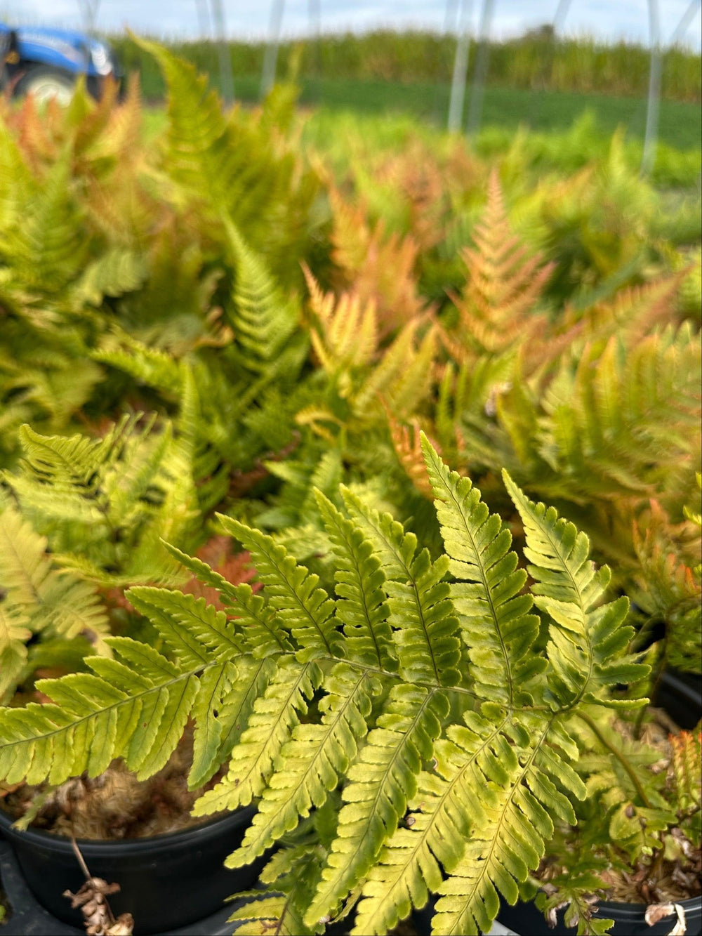 Brilliance Autumn Fern