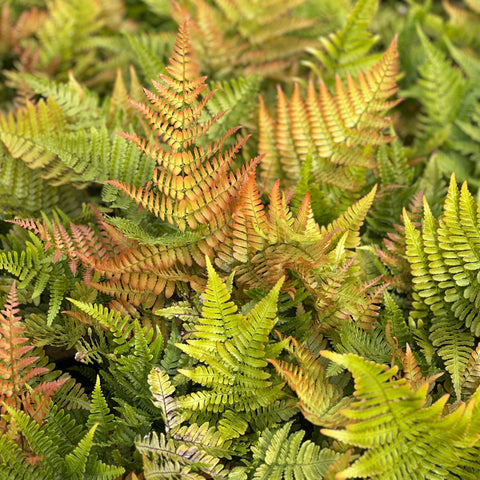 Brilliance Autumn Fern