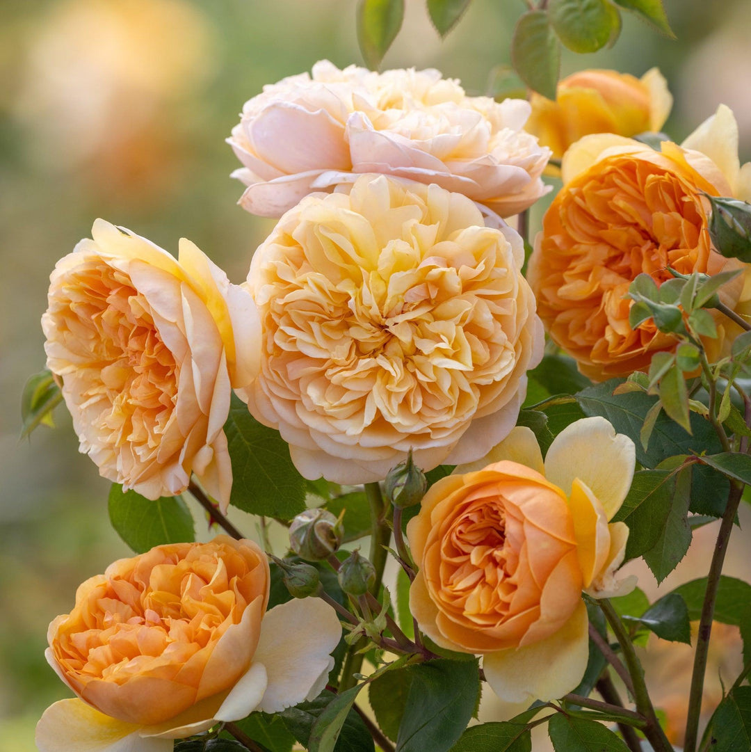 David Austin® Bring Me Sunshine® English Rose | David Austin® Roses