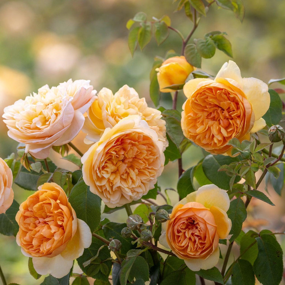 David Austin® Bring Me Sunshine® English Rose |David Austin® Roses