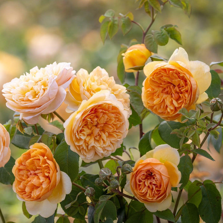 David Austin® Bring Me Sunshine® English Rose |David Austin® Roses
