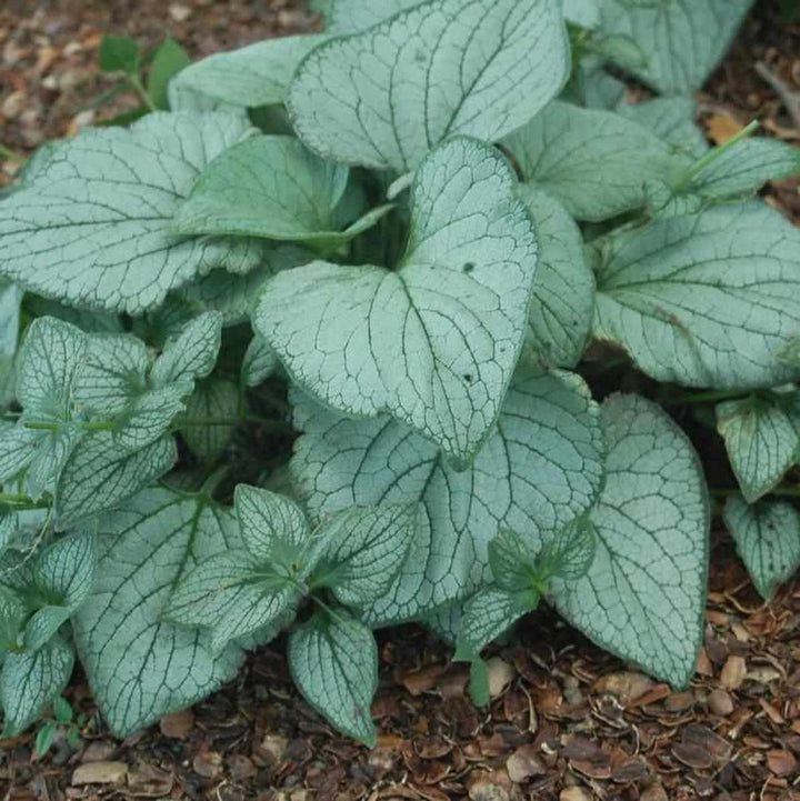 Brunerra Sea Heart |Prides Corner Farms