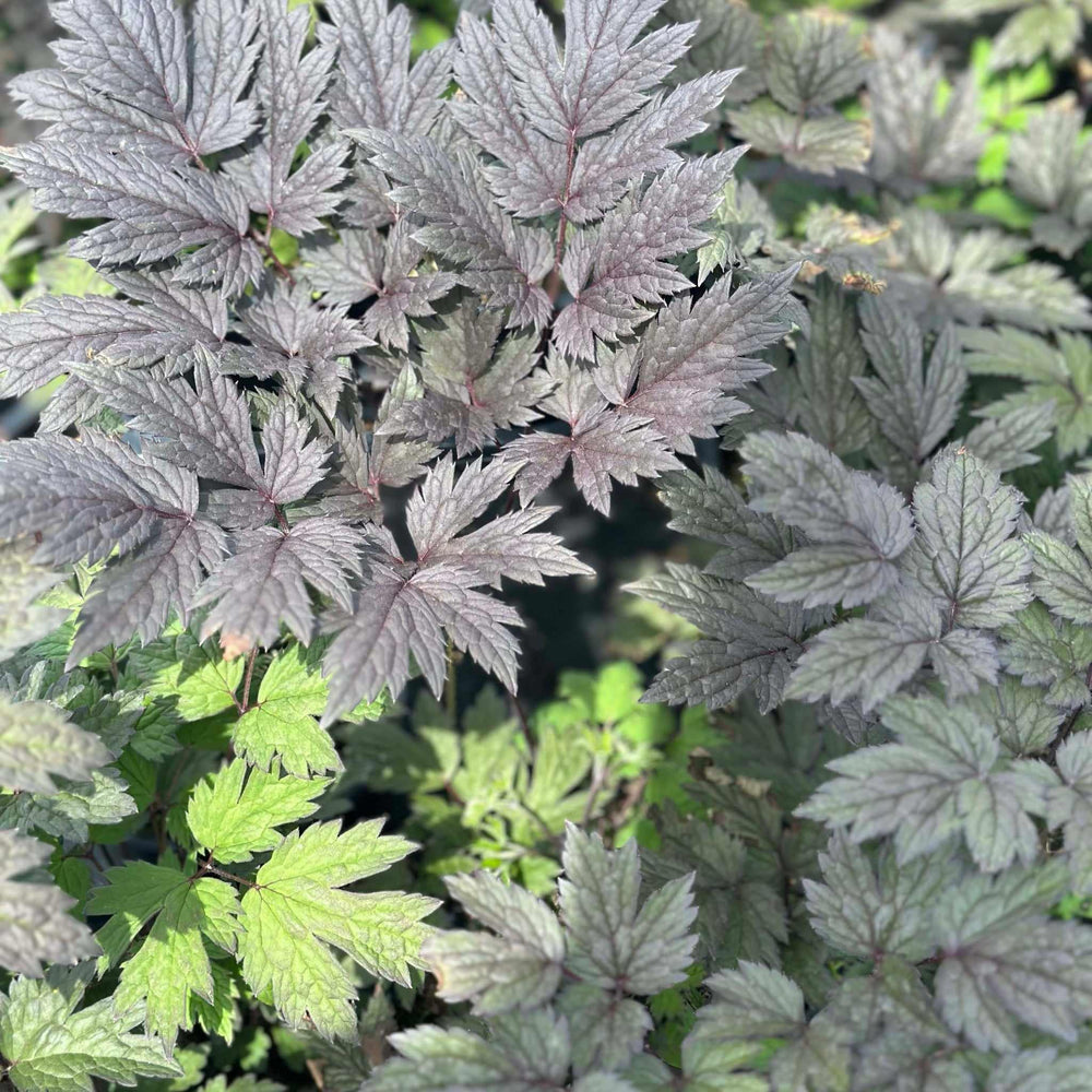 Brunette Bugbane