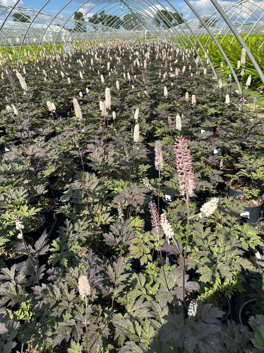 Brunette Bugbane