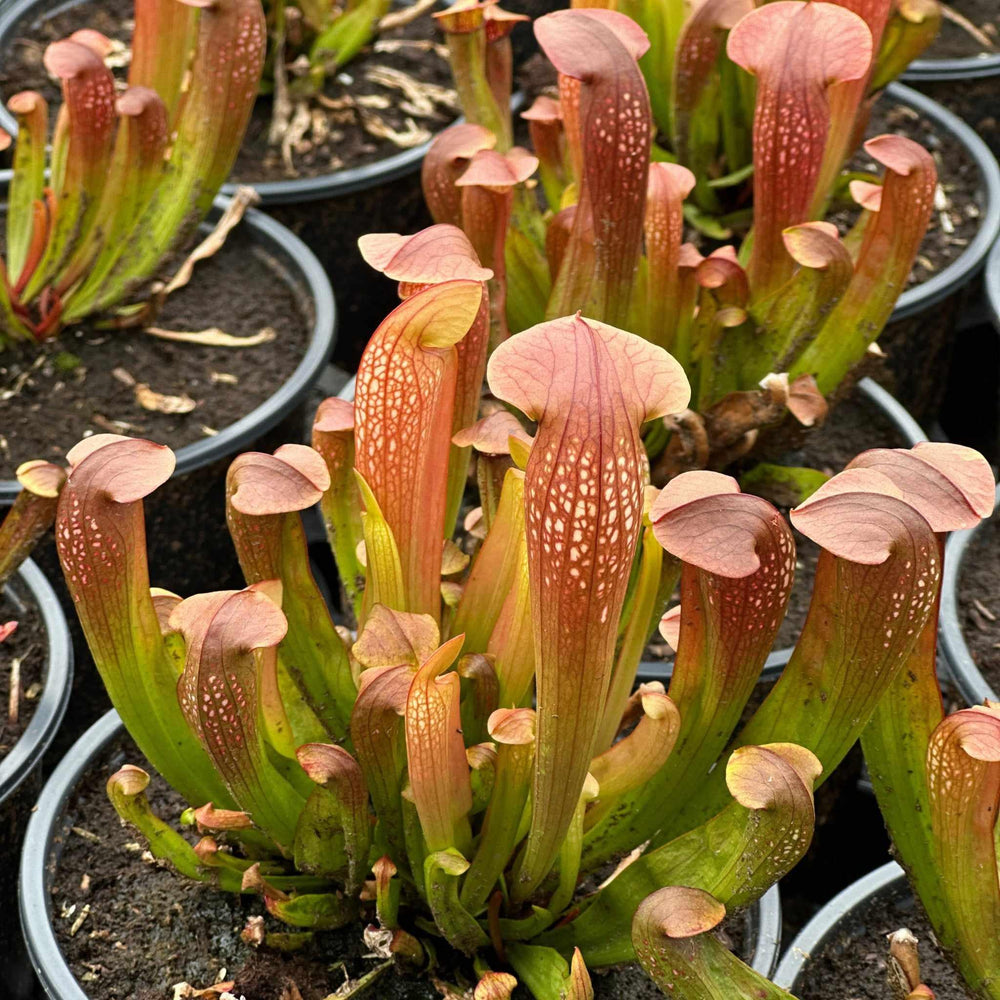 Bug Bat Pitcher Plant