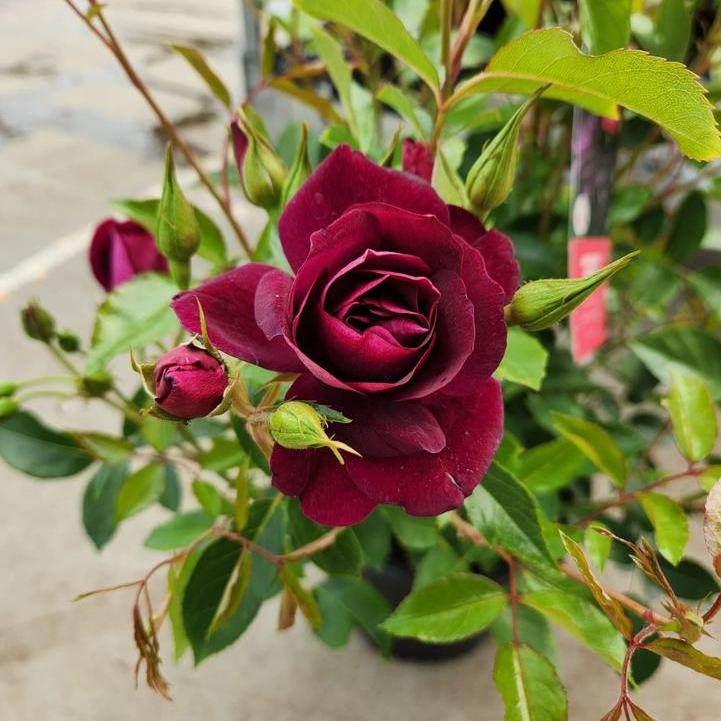 Burgundy Iceberg Floribunda Rose