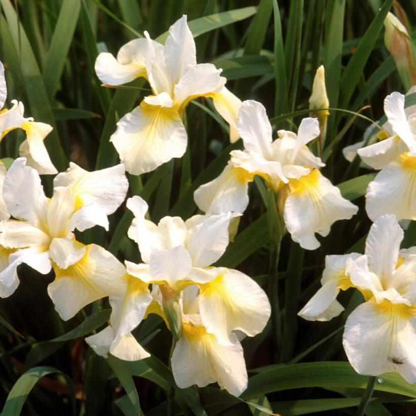 Butter & Sugar Siberian Iris