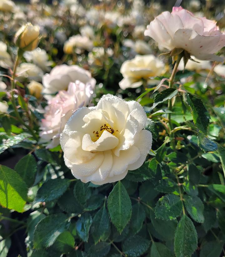 Buttercream Drift® Rose