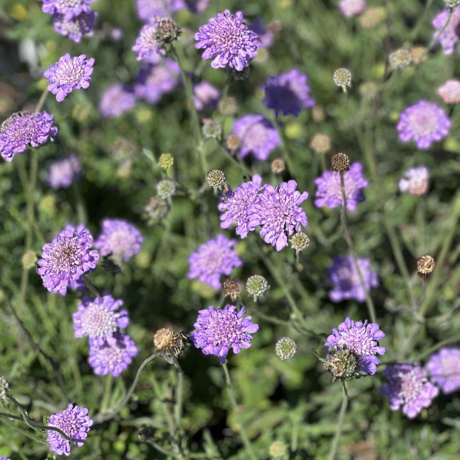 Butterfly Blue Pincushion Flower