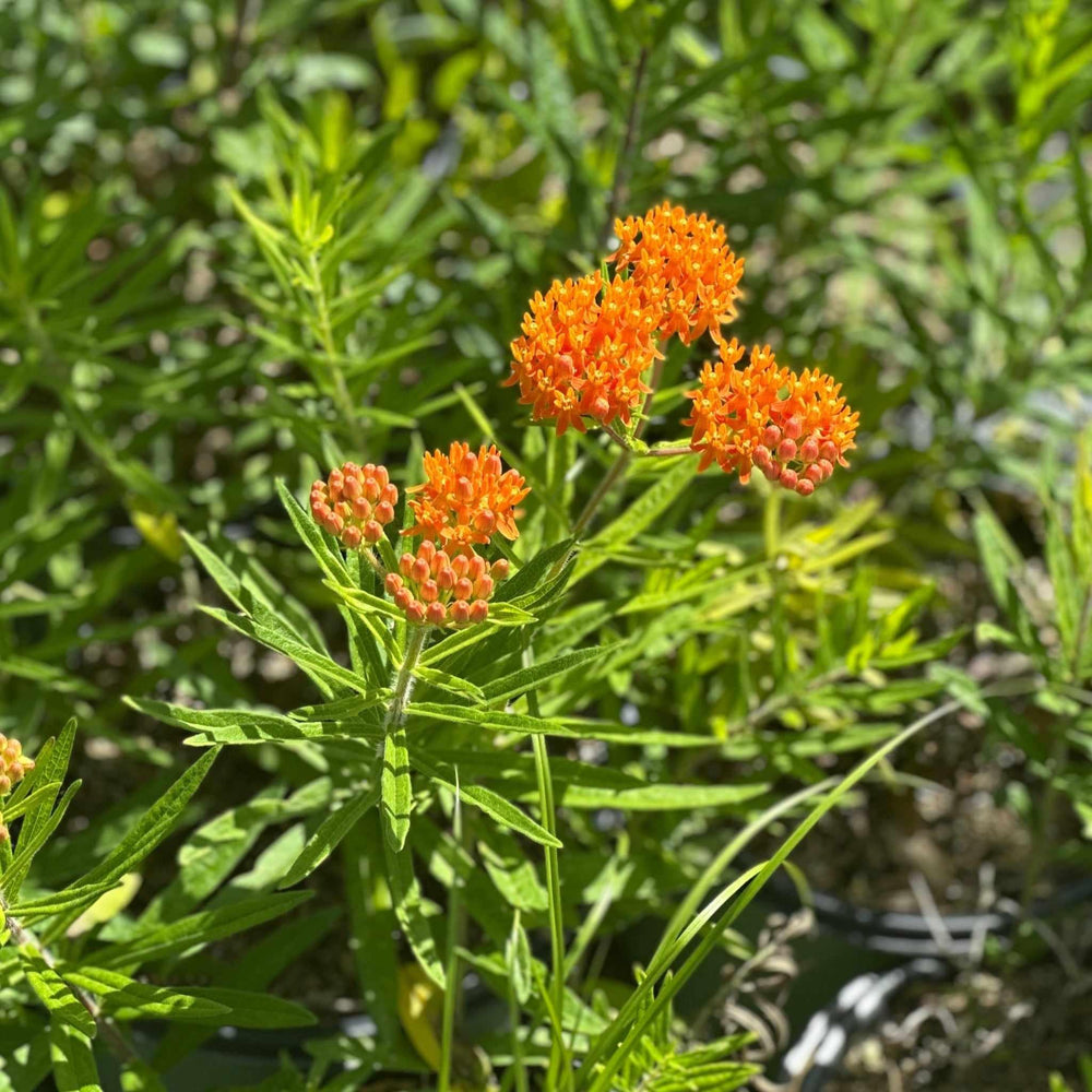 Butterfly Milkweed