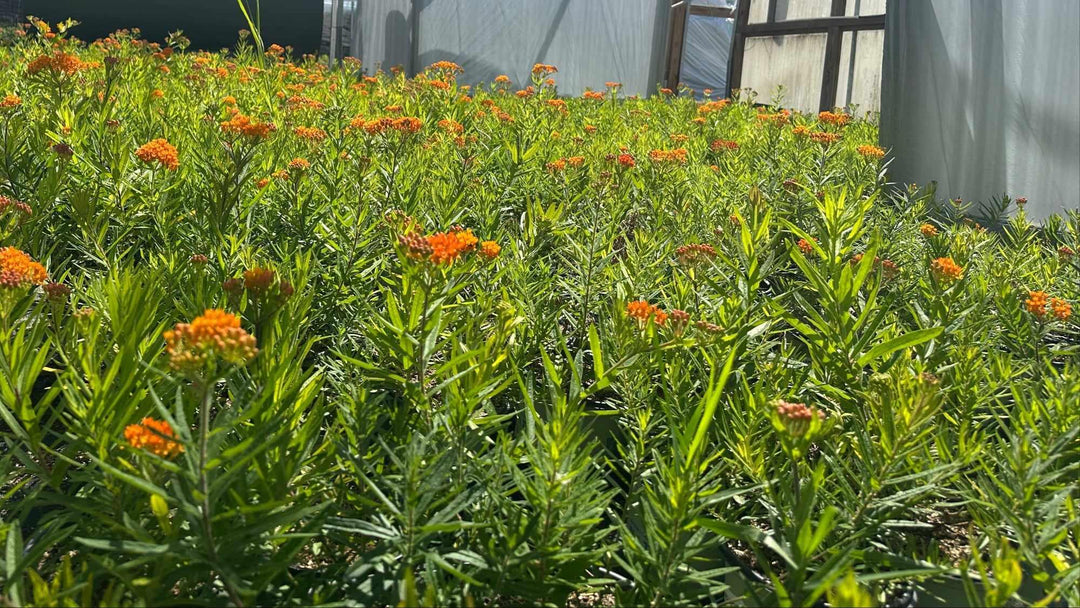 Butterfly Milkweed