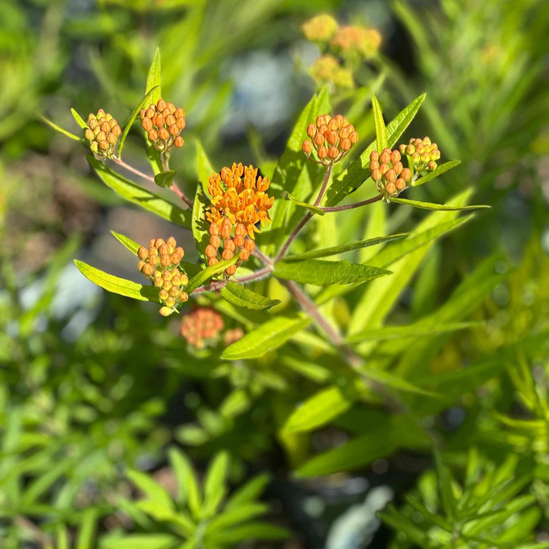 Butterfly Milkweed