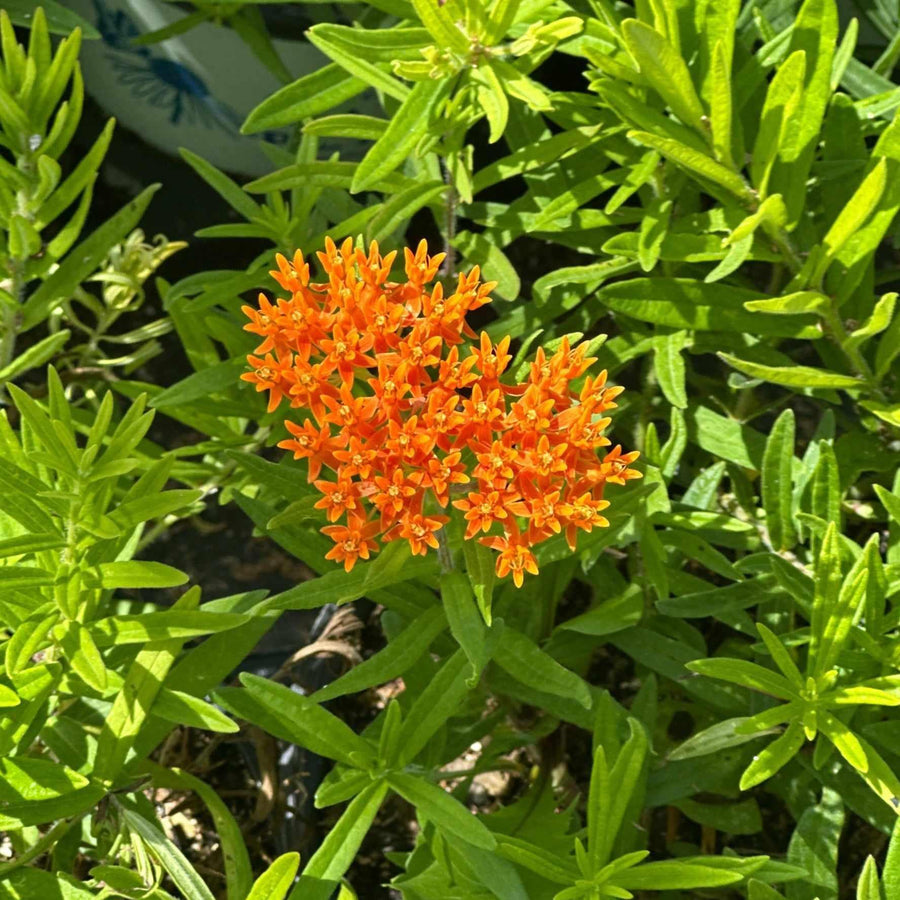 Butterfly Milkweed