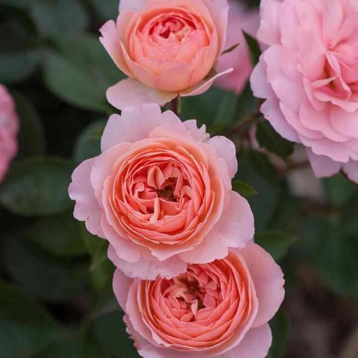 Calypso Shrub Rose |Bailey Nurseries