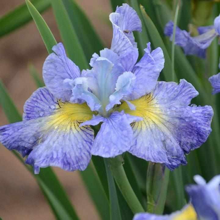 Cape Cod Boys Siberian Iris