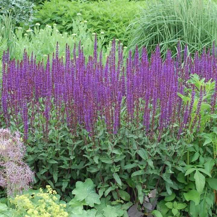 Caradonna Meadow Sage