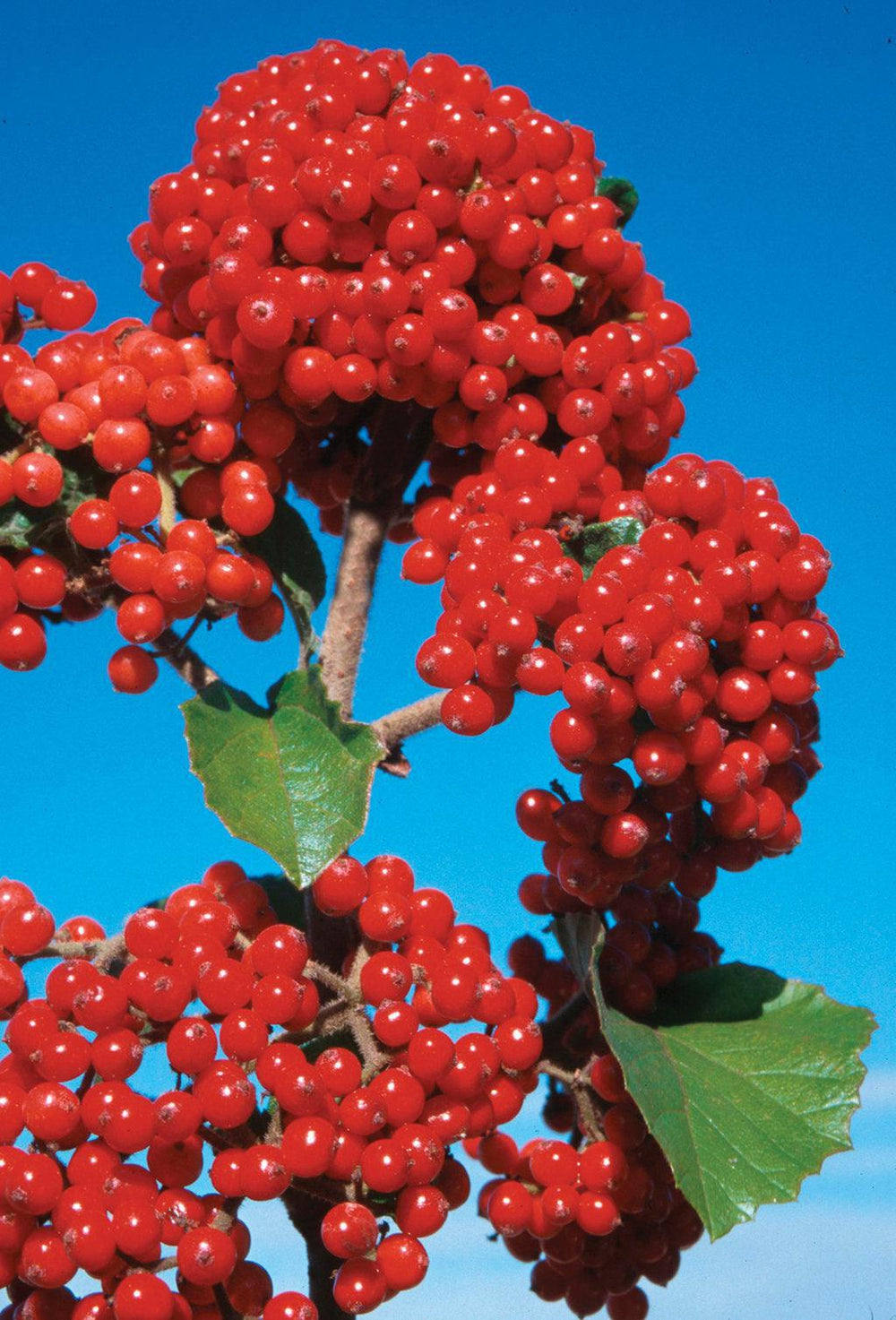 Cardinal Candy® Viburnum