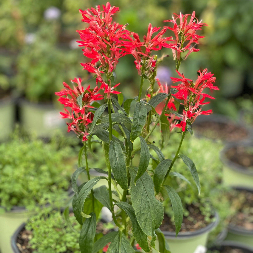 Lobelia cardinal flower in bloom |Spotswood Greenery