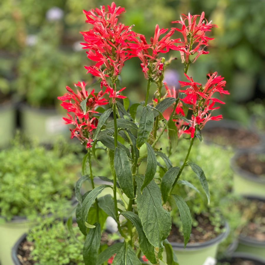 Cardinal Flower