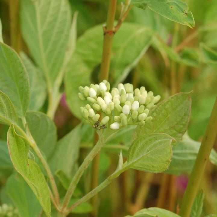Cardinal Red Twig Dogwood