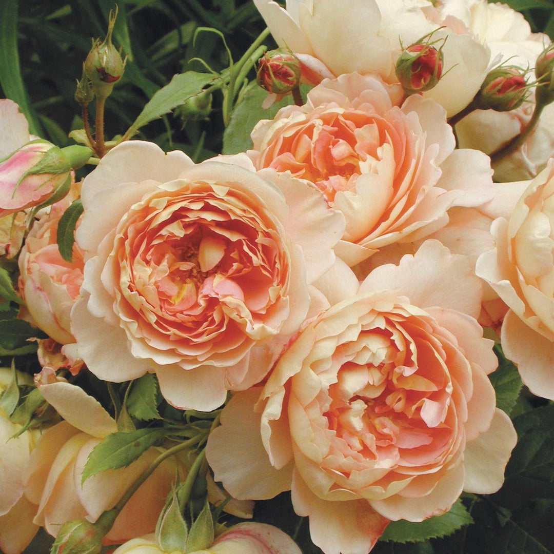 Cardin M ill English Rose |David Austin® Roses