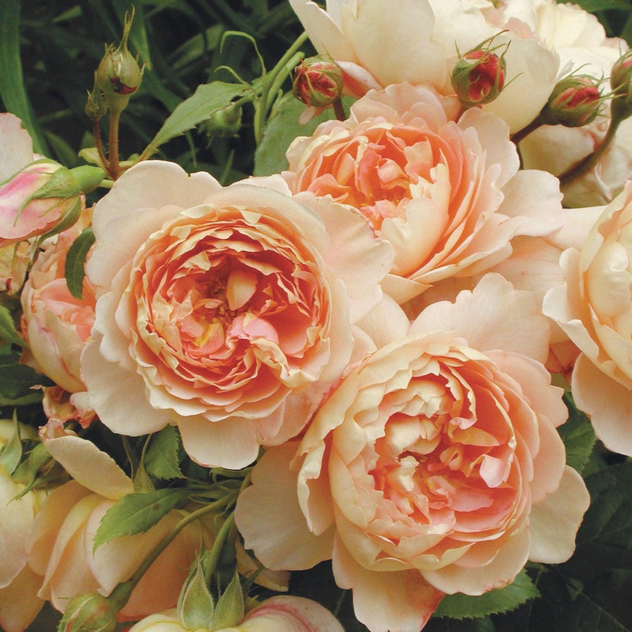 Cardin M ill English Rose |David Austin® Roses