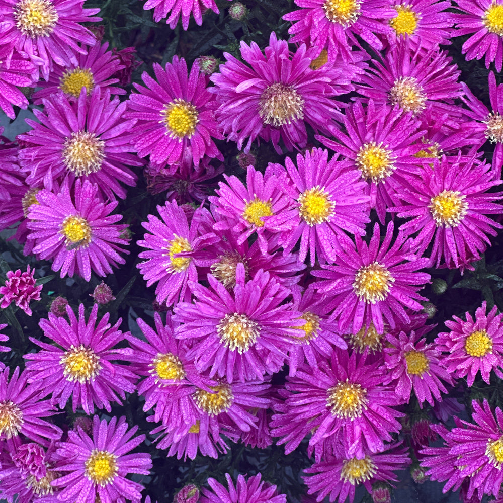 Carmine Red Fall Aster