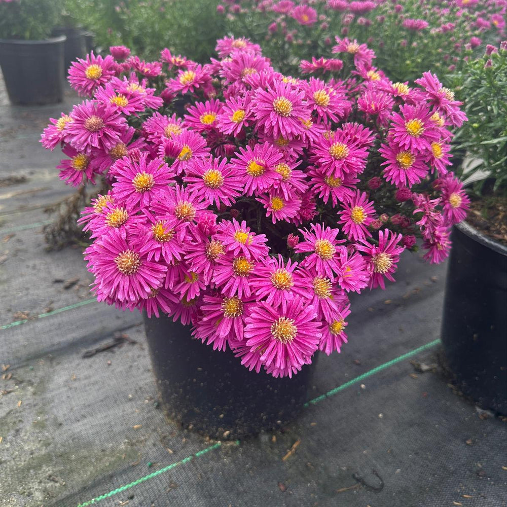 aster-carmine-red-fall-aster |Spotswood Greenery