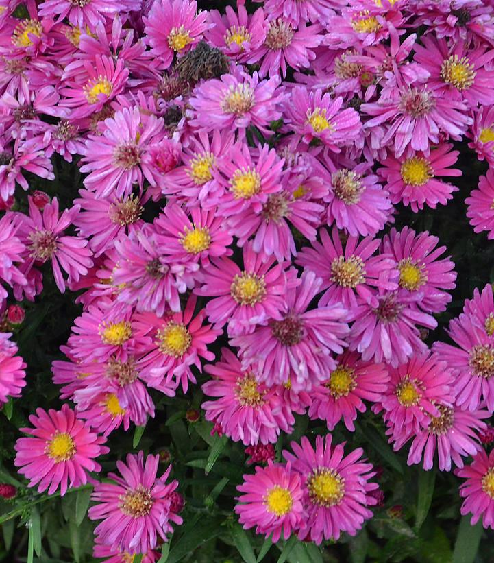 Carmine Red Fall Aster