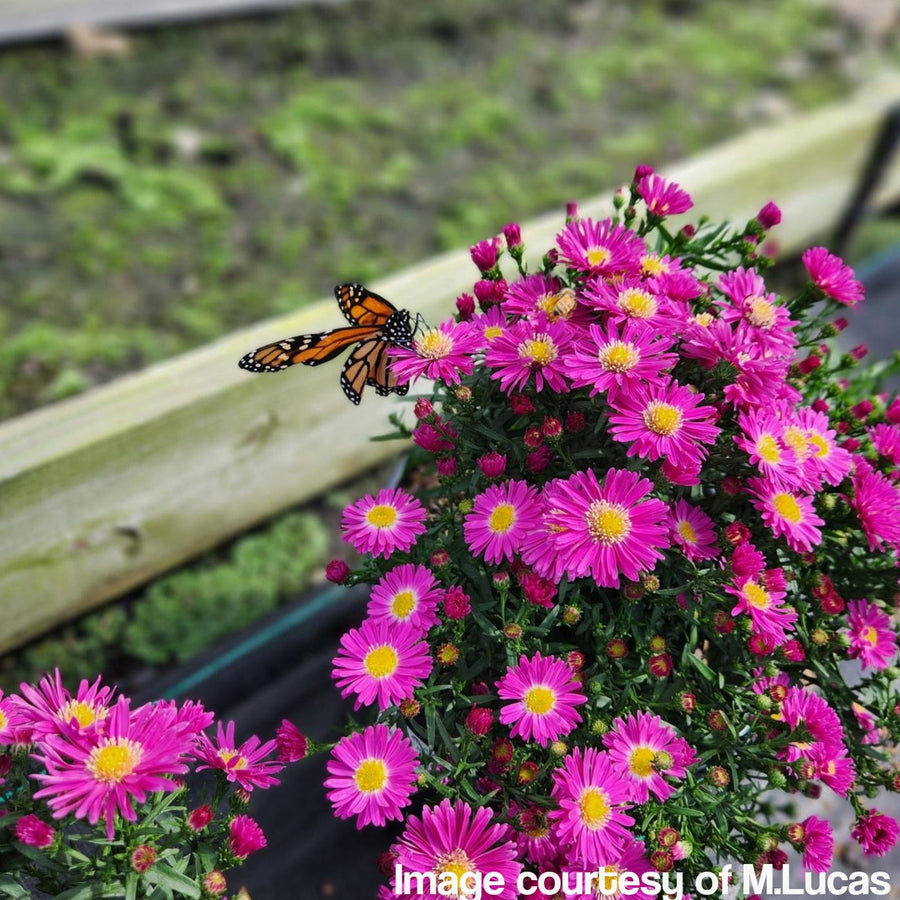 Carmine Red Fall Aster